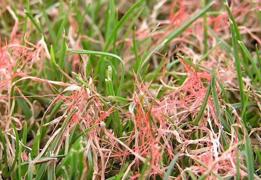 Red Thread Lawn Disease